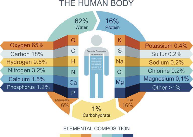 human-body-infographics-465321784-57ab54755f9b58974a07fa9f